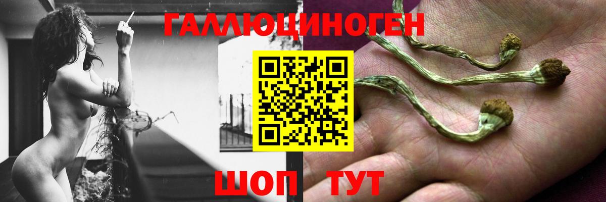 Шарыпово  Псилоцибиновые грибы прущие грибы  Вход с VPN  закладка  Псилоцибиновые грибы Cubensis 